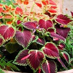 1__#$!@%!#__coleus