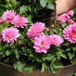 1__#$!@%!#__dahlias