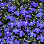 lobelia