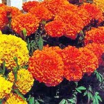 1__#$!@%!#__marigolds