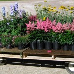 1gallonperennials