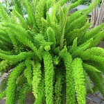 asparagusfern