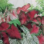 caladiums