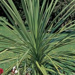 dracaena spike 3