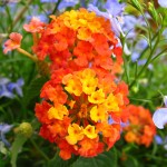 lantana