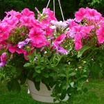 petunias