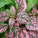 polkadothouseplant