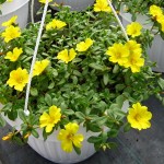 portulaca