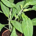 salvia