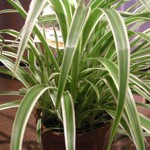 spiderhouseplant