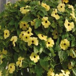 thunbergia