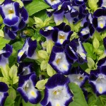 torenia