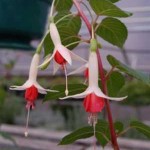 uprightfuschias