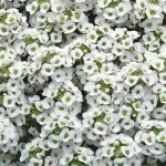 white alyssum