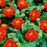 zinnias