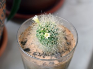 mammillaria-1407318_1920