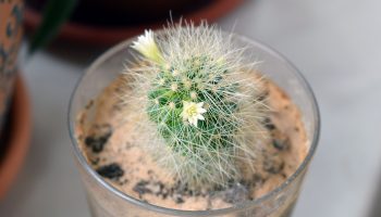 Ten Plants That Will Survive in Your Tiny Apartment