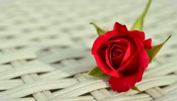 Behind the Tradition: Roses