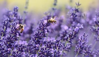 Why Do We Need Bees?