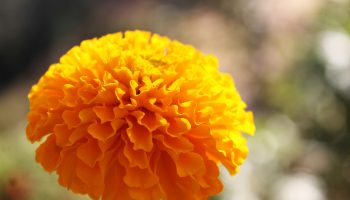 marigold-1935782_1920