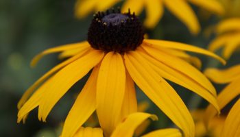 End of Summer Gardening