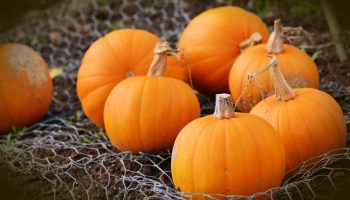 How to Make Your Pumpkins Last Longer