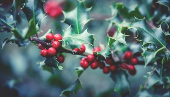 Behind the Tradition: Holly and Ivy