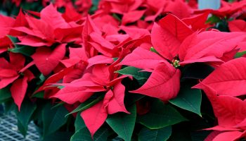 Reblooming Holiday Poinsettias