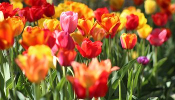 Tips For A Better Spring Garden