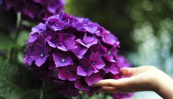 Flowers for Allergy Sufferers