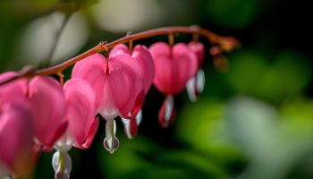 Flowers That Grow In The Shade
