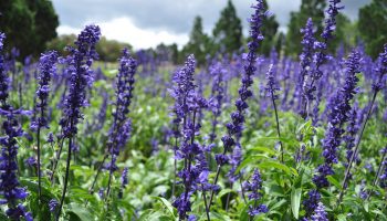 Health Benefits of Flowers