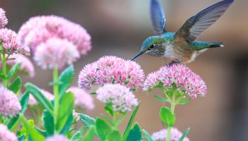 Invite Hummingbirds To Your Garden