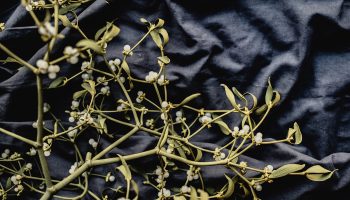 Behind the Tradition: Mistletoe