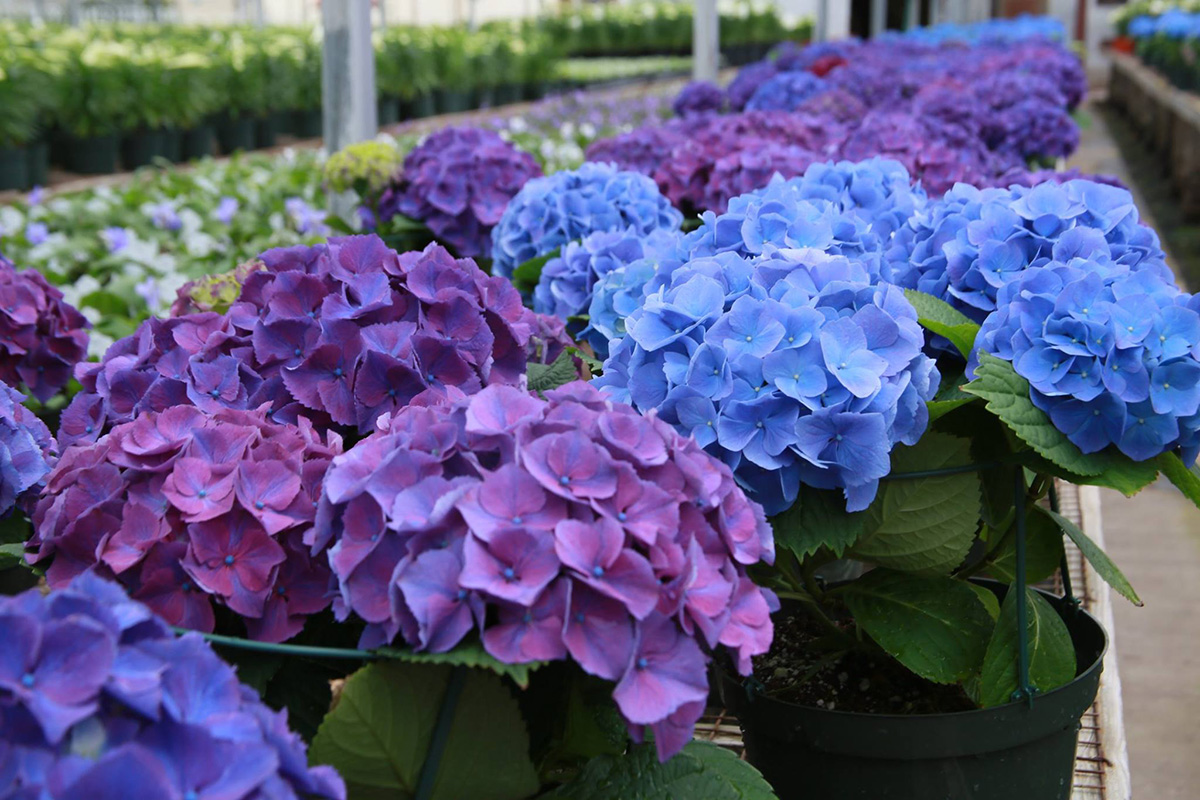 Hydrangeas 101 Bengert Greenhouses Buffalo Greenhouse