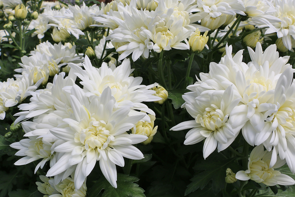 Potted Mums Bengert Greenhouses West Seneca Ny