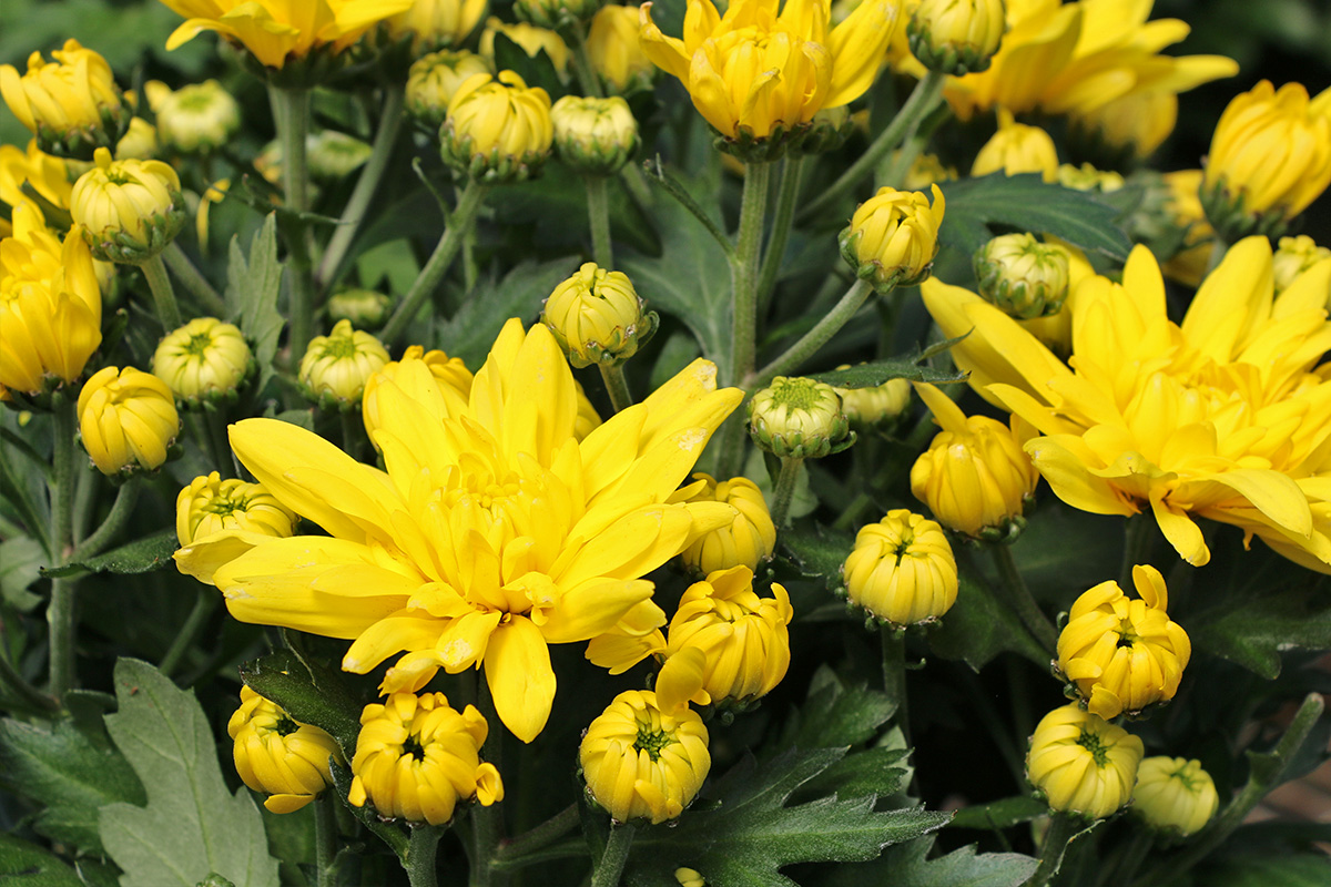 Potted Mums Bengert Greenhouses West Seneca, NY