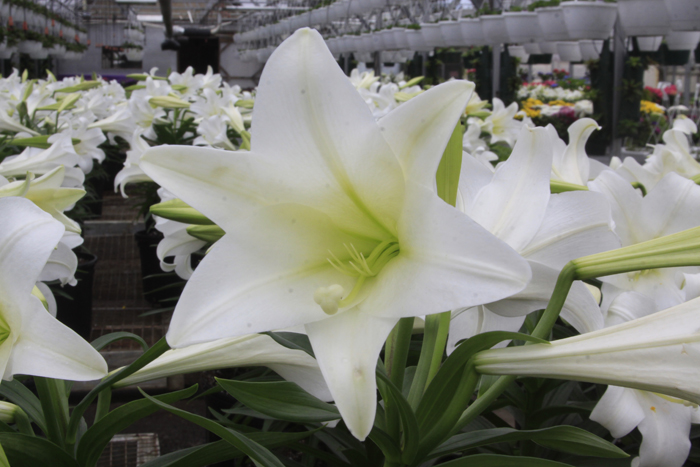 Behind The Tradition: Easter Lilies