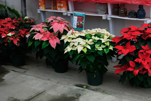 Behind the Tradition: Poinsettias