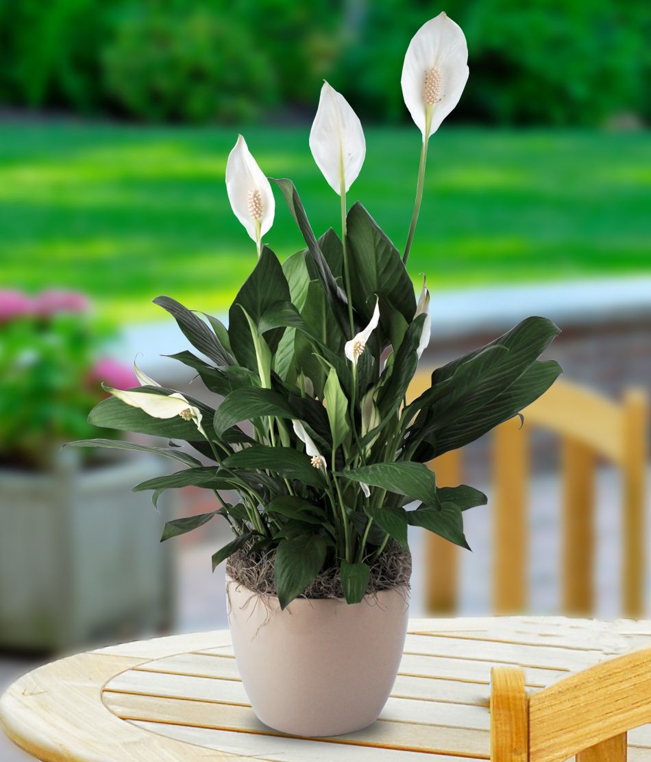 10 Easiest House Plants to Care For