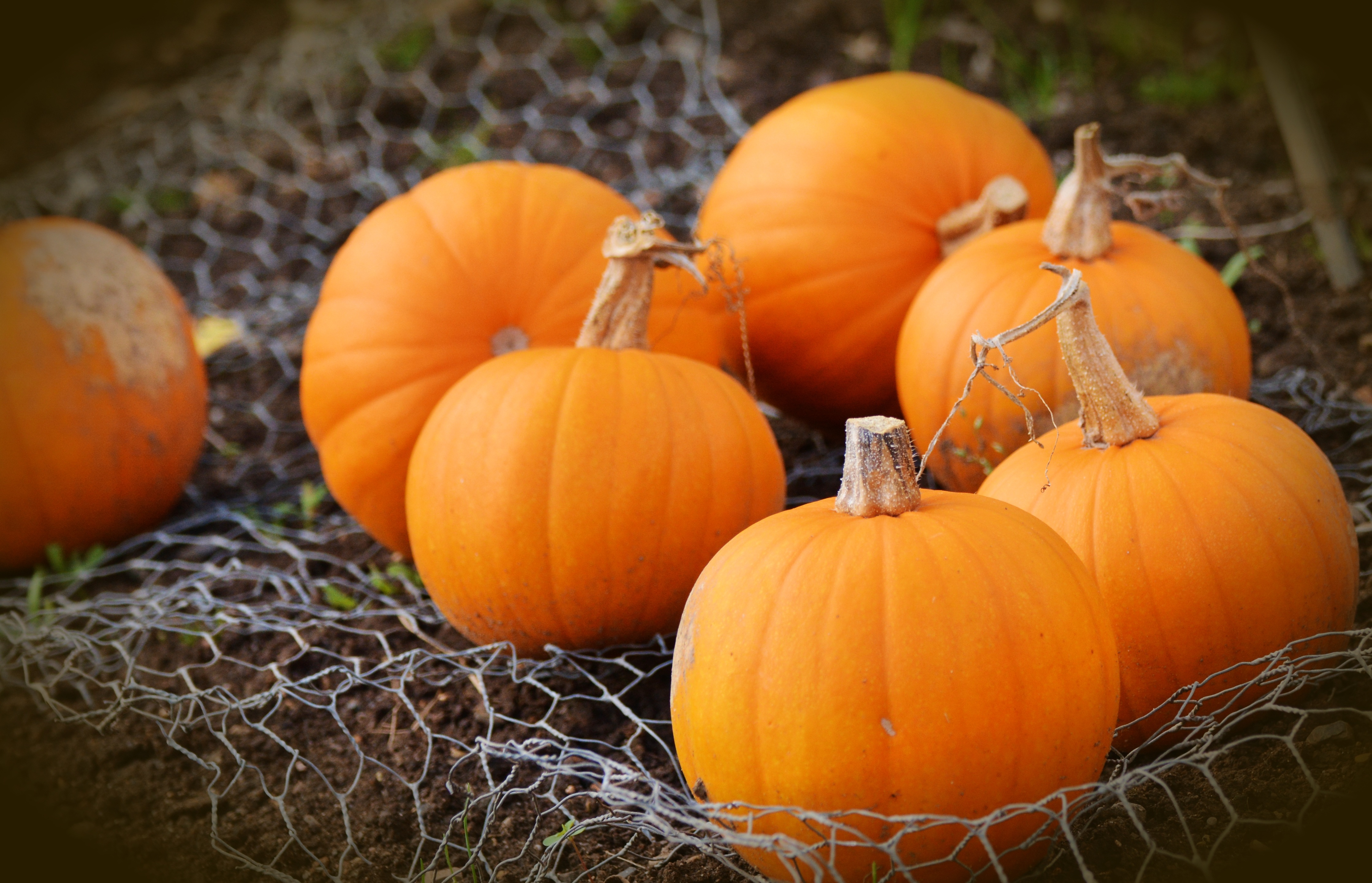 How to Make Your Pumpkins Last Longer