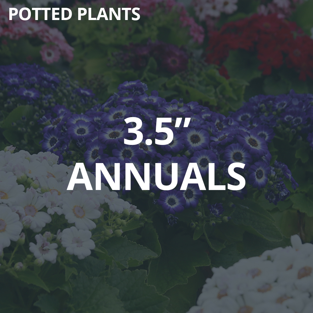 3.5" Potted Annuals