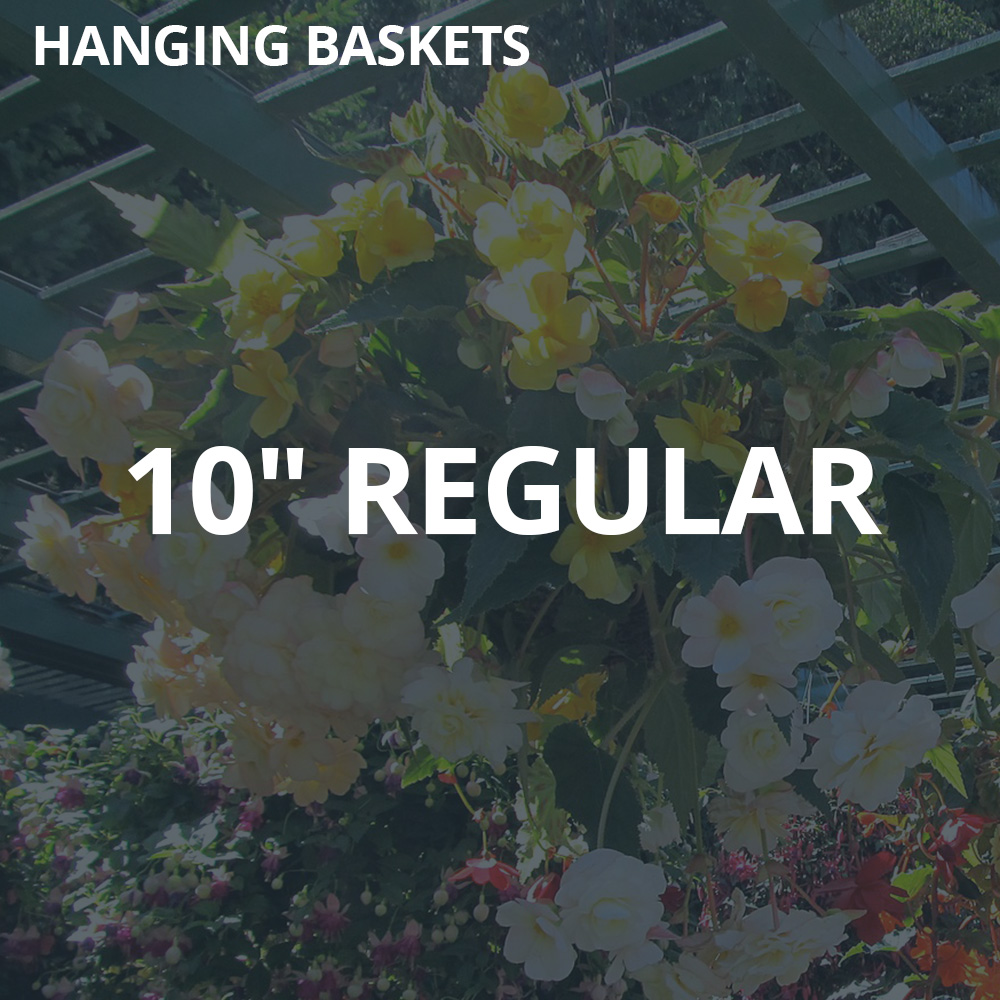 10" Regular Hanging Baskets