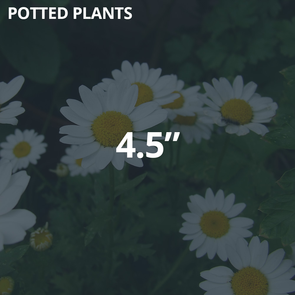 4.5" Potted Plants